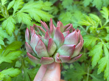 Load image into Gallery viewer, Echeveria Love letter