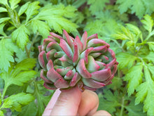 Load image into Gallery viewer, Echeveria Love letter