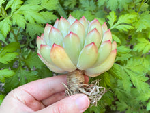 Load image into Gallery viewer, Echeveria Palomitas