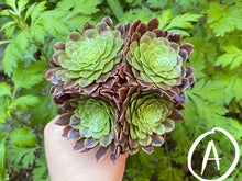 Load image into Gallery viewer, Aeonium Festival