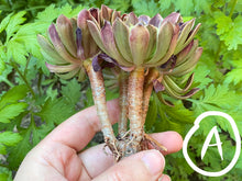 Load image into Gallery viewer, Aeonium Festival