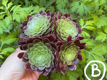 Load image into Gallery viewer, Aeonium Festival flower