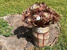 Load image into Gallery viewer, Aeonium Halloween