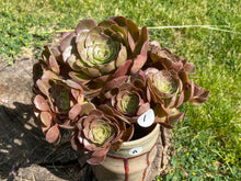 Load image into Gallery viewer, Aeonium Halloween flower