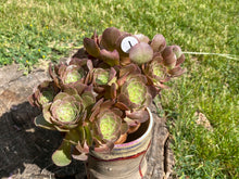 Load image into Gallery viewer, Aeonium Halloween colorful flower