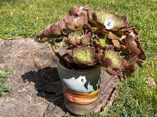 Load image into Gallery viewer, Aeonium Halloween | 万圣节法师