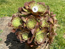 Load image into Gallery viewer, Aeonium Halloween | 万圣节法师