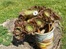 Load image into Gallery viewer, Aeonium Halloween | 万圣节法师