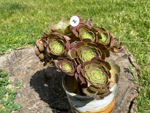 Load image into Gallery viewer, Aeonium Halloween | 万圣节法师