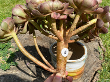 Load image into Gallery viewer, Aeonium Halloween | 万圣节法师