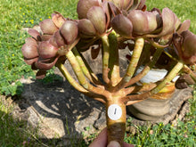 Load image into Gallery viewer, Aeonium Halloween flower