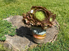 Load image into Gallery viewer, Aeonium Halloween | 万圣节法师