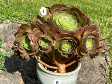 Load image into Gallery viewer, Aeonium Halloween | 万圣节法师