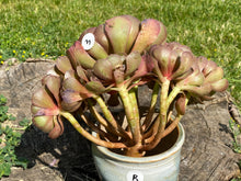 Load image into Gallery viewer, Aeonium Halloween | 万圣节法师