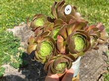 Load image into Gallery viewer, Aeonium Halloween | 万圣节法师