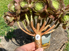 Load image into Gallery viewer, Aeonium Halloween | 万圣节法师