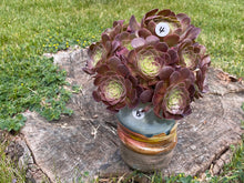 Load image into Gallery viewer, Aeonium Halloween | 万圣节法师