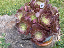 Load image into Gallery viewer, Aeonium Halloween | 万圣节法师