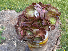 Load image into Gallery viewer, Aeonium Halloween | 万圣节法师