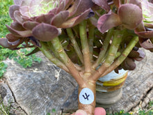 Load image into Gallery viewer, Aeonium Halloween | 万圣节法师