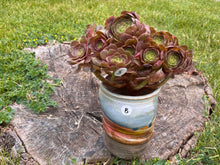 Load image into Gallery viewer, Aeonium Halloween | 万圣节法师