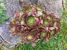 Load image into Gallery viewer, Aeonium Halloween | 万圣节法师