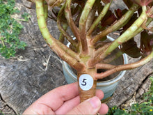 Load image into Gallery viewer, Aeonium Halloween | 万圣节法师