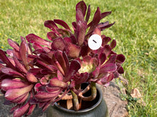 Load image into Gallery viewer, Aeonium Mardi Gras - cluster red flower