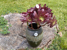 Load image into Gallery viewer, Mardi Gras pot flower