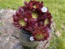 Load image into Gallery viewer, Aeonium Mardi Gras - cluster | 红覆轮法师锦-群生