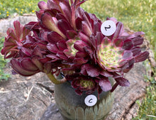 Load image into Gallery viewer, Aeonium Mardi Gras - cluster | 红覆轮法师锦-群生