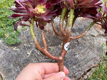 Load image into Gallery viewer, Aeonium Mardi Gras - cluster | 红覆轮法师锦-群生