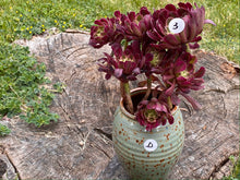 Load image into Gallery viewer, Aeonium Mardi Gras - cluster | 红覆轮法师锦-群生