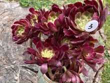 Load image into Gallery viewer, Aeonium Mardi Gras - cluster | 红覆轮法师锦-群生
