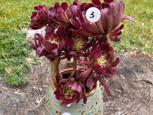 Load image into Gallery viewer, Aeonium Mardi Gras - cluster | 红覆轮法师锦-群生