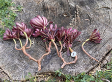 Load image into Gallery viewer, Aeonium Mardi Gras - cluster | 红覆轮法师锦-群生