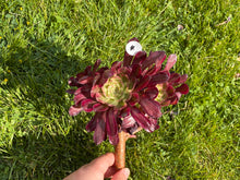Load image into Gallery viewer, Aeonium Mardi Gras - cluster | 红覆轮法师锦-群生