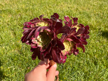 Load image into Gallery viewer, Aeonium Mardi Gras - cluster | 红覆轮法师锦-群生