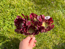 Load image into Gallery viewer, Aeonium Mardi Gras - cluster | 红覆轮法师锦-群生