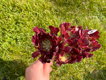 Load image into Gallery viewer, Aeonium Mardi Gras - cluster | 红覆轮法师锦-群生