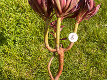 Load image into Gallery viewer, Aeonium Mardi Gras - cluster | 红覆轮法师锦-群生