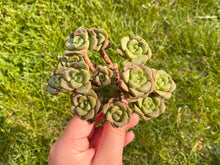 Load image into Gallery viewer, Aeonium Lily Pad