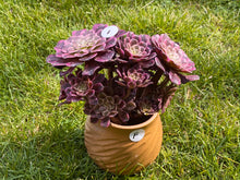 Load image into Gallery viewer, Aeonium Ink Painting Variegata