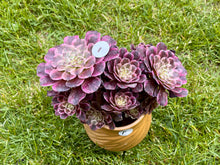 Load image into Gallery viewer, Aeonium Ink Painting Variegata flower