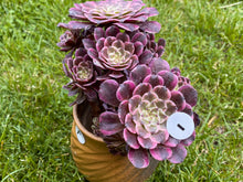 Load image into Gallery viewer, Aeonium Ink Painting Variegata pot flower