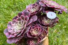 Load image into Gallery viewer, Painting Variegata pot flower