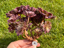 Load image into Gallery viewer, Variegata flower