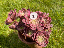 Load image into Gallery viewer, Aeonium Ink Painting Variegata | 水墨画