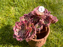 Load image into Gallery viewer, Aeonium Ink Painting Variegata | 水墨画