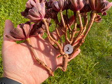 Load image into Gallery viewer, Aeonium Ink Painting Variegata | 水墨画